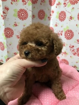 トイプードル(タイニー)【愛知県・男の子・2017年10月6日・レッド】の写真「可愛い男の子」