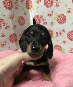 ミニチュアダックスフンド(スムース)【愛知県・男の子・2019年8月5日・ブラックタン】の写真「くりっとした目」