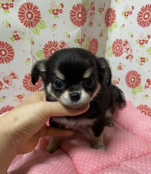 チワワ(ロング)【愛知県・男の子・2020年7月5日・ブラッククリーム】の写真「明るく元気な子」
