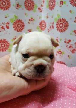 フレンチブルドッグ【愛知県・女の子・2016年6月28日・クリーム】の写真「ムチムチな女の子」