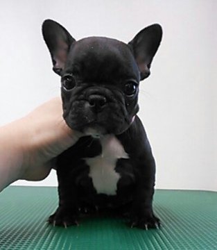 フレンチブルドッグ【愛知県・女の子・2015年4月12日・ブリンドル】の写真「小ぶりな女の子」