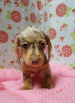 ミニチュアダックスフンド(スムース)【愛知県・女の子・2016年4月23日・チョコダップル】の写真「」