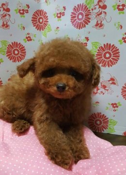 トイプードル(タイニー)【愛知県・男の子・2016年10月24日・レッド】の写真「」