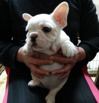 フレンチブルドッグ【愛知県・女の子・2014年11月27日・ホワイト&クリーム】の写真「ムチムチの女の子」