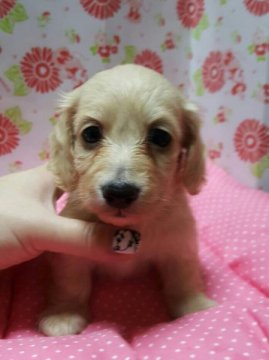 ミニチュアダックスフンド(ロング)【愛知県・女の子・2015年9月12日・クリーム】の写真「可愛い女の子」