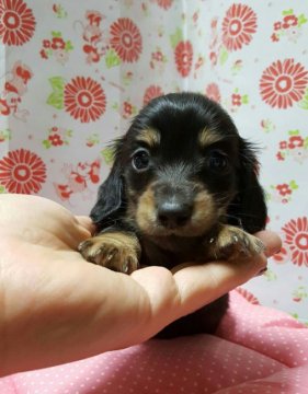 ミニチュアダックスフンド(ロング)【愛知県・男の子・2016年4月30日・ブラックタン】の写真「可愛い男の子」