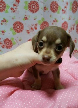 チワックス【愛知県・男の子・2016年8月10日・チョコクリーム】の写真「」