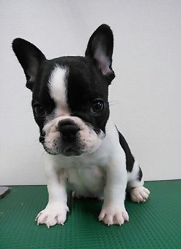 フレンチブルドッグ【愛知県・男の子・2015年4月12日・パイド】の写真「パイドの男の子」