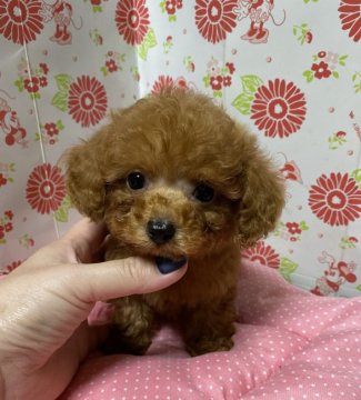 トイプードル(ティーカップ)【愛知県・男の子・2019年9月9日・レッド】の写真「可愛い男の子」