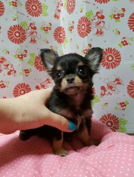 チワワ(ロング)【愛知県・男の子・2016年6月1日・ブラックタン】の写真「小さな男の子」