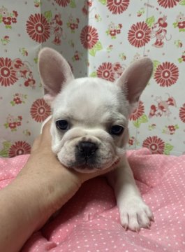 フレンチブルドッグ【愛知県・男の子・2020年3月25日・クリーム】の写真「白っぽいクリーム色」