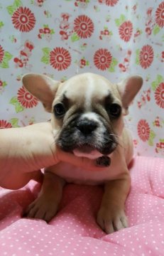 フレンチブルドッグ【愛知県・女の子・2016年7月12日・フォーンホワイト】の写真「」