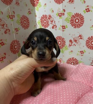 ミニチュアダックスフンド(スムース)【愛知県・女の子・2020年9月9日・ブラックタン】の写真「可愛い子」