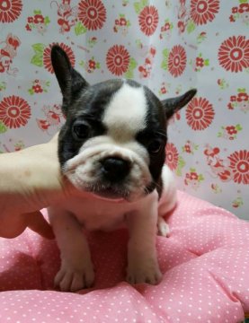 フレンチブルドッグ【愛知県・女の子・2016年6月28日・パイド】の写真「可愛い女の子」