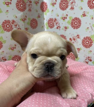 フレンチブルドッグ【愛知県・男の子・2020年3月25日・クリーム】の写真「濃いめのクリーム色」