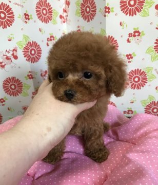 トイプードル(タイニー)【愛知県・男の子・2018年6月20日・レッド】の写真「ドワーフの可愛い男の子」