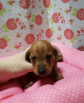 ミニチュアダックスフンド(スムース)【愛知県・男の子・2015年10月4日・レッド】の写真「」