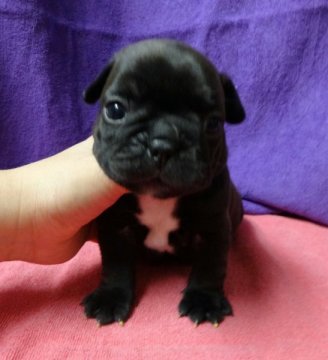 フレンチブルドッグ【愛知県・男の子・2014年8月30日・ブリンドル】の写真「ムチムチイケメン」