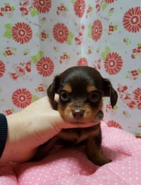 チワックス【愛知県・男の子・2016年10月6日・チョコタン】の写真「」