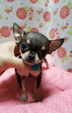 チワワ(スムース)【愛知県・男の子・2016年6月1日・ブラックタン】の写真「極小スムチー」