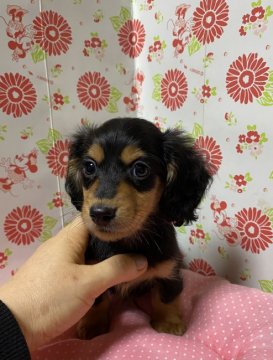 カニンヘンダックスフンド(ロング)【愛知県・男の子・2021年9月13日・ブラックタン】の写真「キリッとしたお顔」