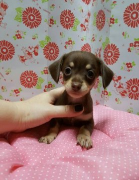 チワックス【愛知県・男の子・2016年8月10日・チョコクリーム】の写真「」