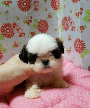 シーズー【愛知県・女の子・2016年5月15日・ゴールド&ホワイト】の写真「」