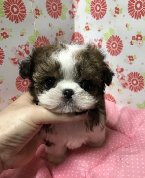 父チワワ母シーズー【愛知県・男の子・2018年10月24日・ゴールド&ホワイト】の写真「くりくりな目」