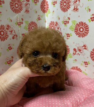 トイプードル(タイニー)【愛知県・男の子・2019年9月21日・レッド】の写真「小さめタイニー」