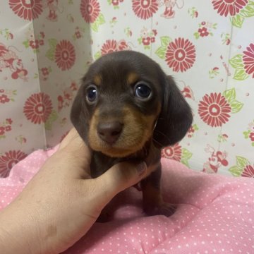 ミニチュアダックスフンド(スムース)【愛知県・男の子・2024年7月15日・チョコタン】の写真「懐っこい子」