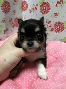 チワワ(ロング)【愛知県・男の子・2017年7月25日・ブラックタンホワイト】の写真「おっとりくん」