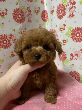 トイプードル(タイニー)【愛知県・男の子・2019年9月21日・レッド】の写真「小さめタイニー」