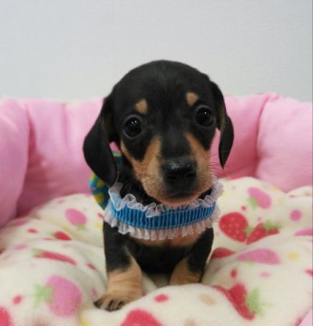 ミニチュアダックスフンド(スムース)【愛知県・男の子・2015年1月11日・ブラックタン】の写真「父はチャンピオン」