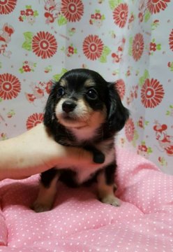 チワックス【愛知県・男の子・2016年8月10日・ブラックタン】の写真「」