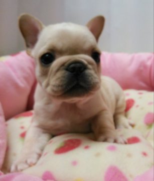 フレンチブルドッグ【愛知県・女の子・2015年4月12日・クリーム】の写真「ムチムチの女の子」