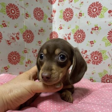 ミニチュアダックスフンド(スムース)【愛知県・男の子・2023年6月5日・チョコタン】の写真「懐っこい子」