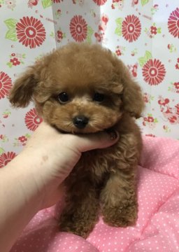トイプードル(タイニー)【愛知県・男の子・2018年6月20日・レッド】の写真「可愛いドワーフの男の子」