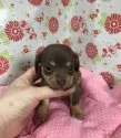 チワックス【愛知県・男の子・2019年3月15日・チョコタン】の写真1