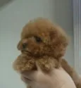 ティーカッププードル【愛知県・男の子・2015年4月3日・レッド】の写真2