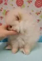 ポメラニアン【愛知県・女の子・2015年6月2日・クリーム】の写真3
