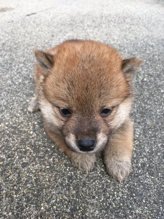 ID：1810-00201の子犬