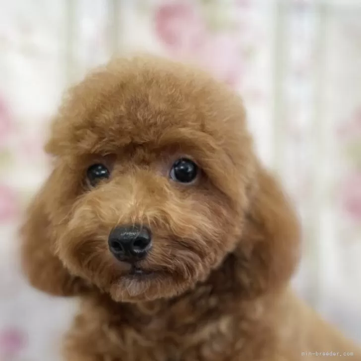 ID:2506-05865の子犬