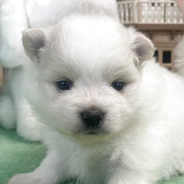 ポメラニアン【広島県・女の子・2025年10月19日・クリーム】の写真「真っ白な体のたぬき顔の女の子」