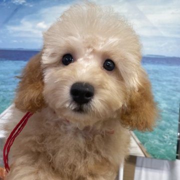 トイプードル(タイニー)【広島県・女の子・2025年4月24日・オレンジフォーン】の写真「小ぶりで元気な女の子、綺麗な被毛が自慢、希少カラー」