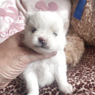 ポメラニアン【広島県・男の子・2025年10月19日・クリーム】の写真「兄弟姉妹の中で一番小さい男の子」