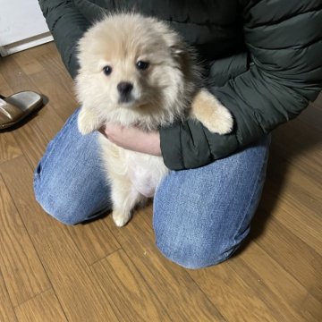 ポメラニアン【広島県・女の子・2024年12月9日・クリーム】の写真「濃いめのクリームで綺麗な毛並みです。」