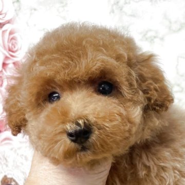 タイニープードル【広島県・男の子・2026年1月25日・シルバーベージュ】の写真「希少カラーのシルバーベージュ風の男の子」