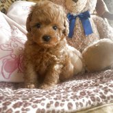 トイプードル(タイニー)