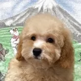タイニープードル
