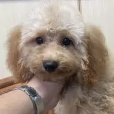 タイニープードル